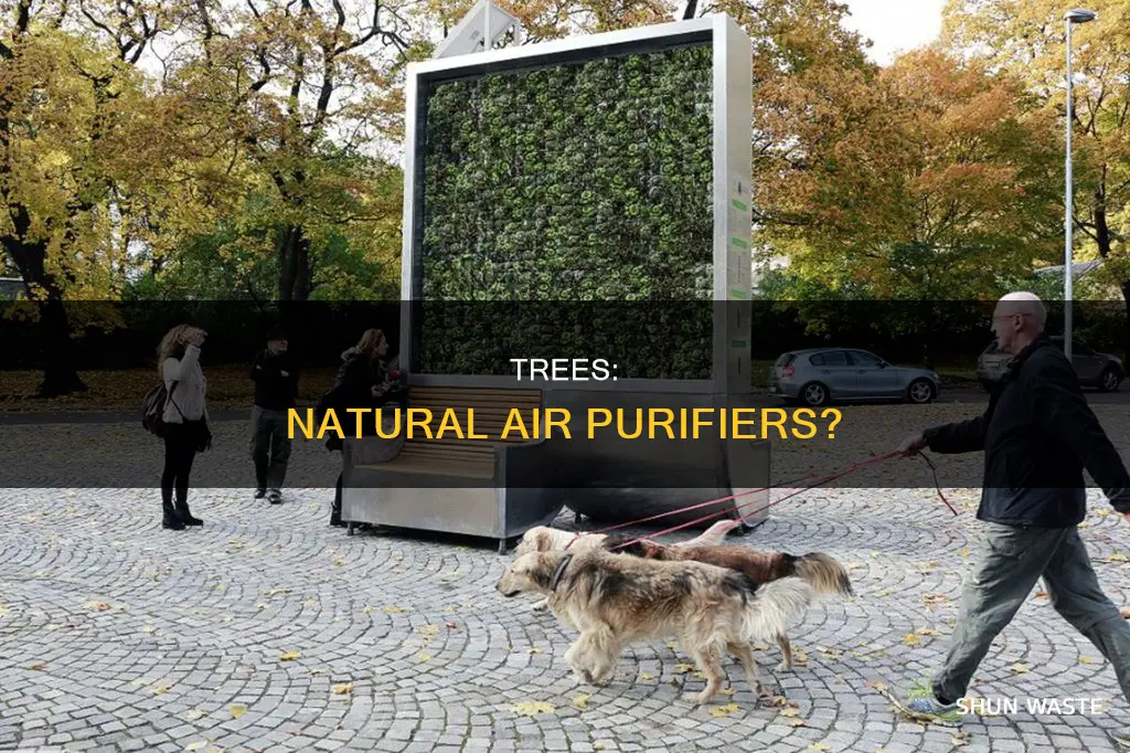 can trees filter air pollution