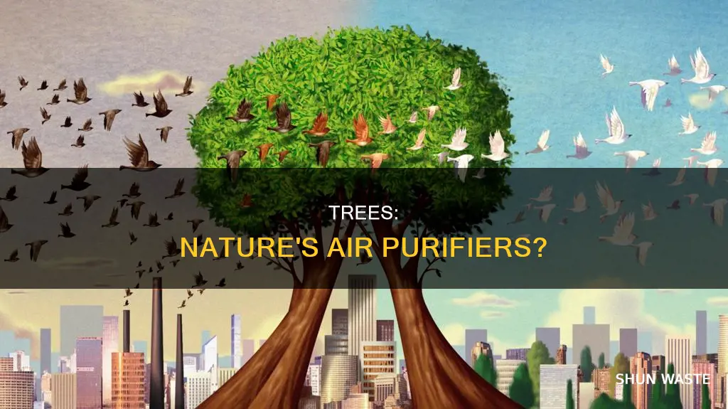 can trees remove pollution from the atmosphere