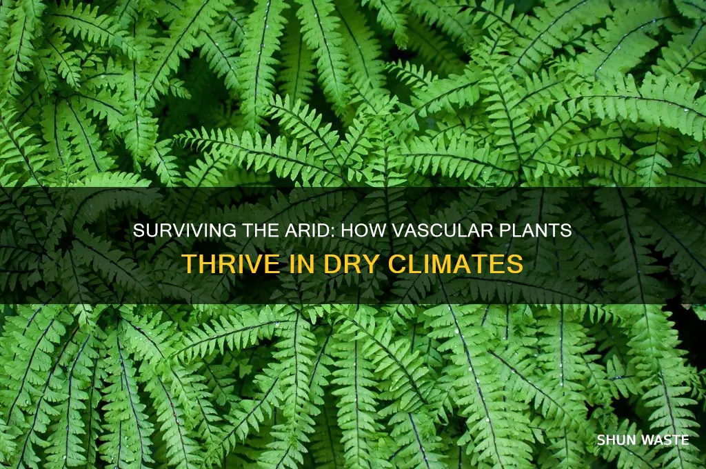 can vascular plants live in dry environments
