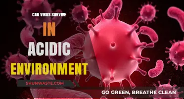 Can Viruses Survive in Acidic Environments? Exploring Their Resilience and Limits
