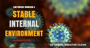 Viruses and Homeostasis: Can They Maintain Internal Stability?