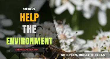 Wasps' Surprising Role in Pollination and Pest Control: Eco-Friendly Allies?