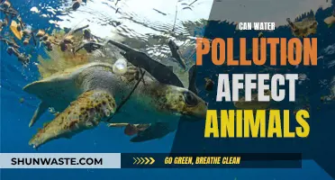 Water Pollution: A Threat to Animal Life