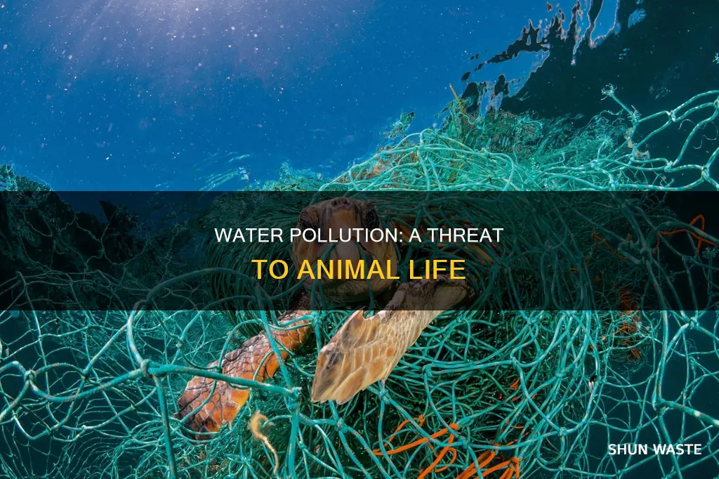 can water pollution affect animals