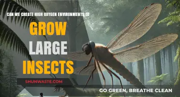 Creating High-Oxygen Environments: Unlocking the Potential for Giant Insects?