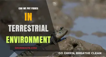 Exploring the Feasibility of Placing Fish in Terrestrial Environments