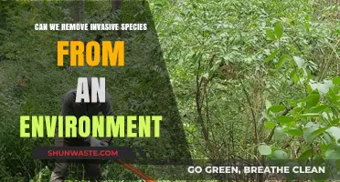Removing Invasive Species: Challenges, Solutions, and Ecosystem Restoration