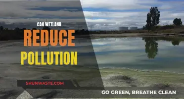 Wetlands: Nature's Pollution Solution?