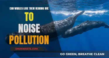 Whale Hearing Loss: The Impact of Noise Pollution