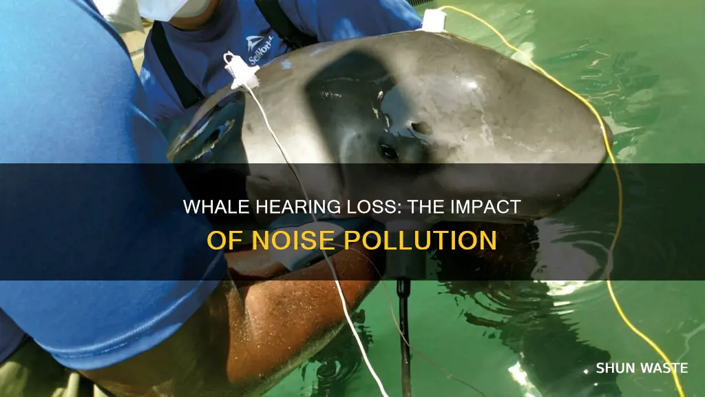 can whales lose their hearing due to noise pollution