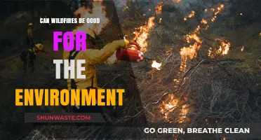 Wildfires' Surprising Benefits: How Destruction Fuels Environmental Renewal