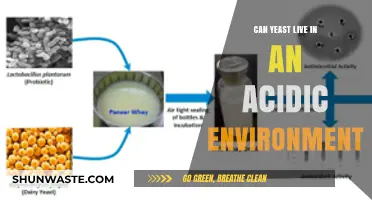 Can Yeast Survive in Acidic Conditions? Exploring Microbial Resilience