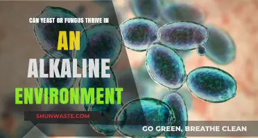 Can Yeast and Fungus Survive in Alkaline Conditions? Exploring the Limits