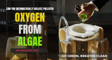 Algae's Potential: Cleaning Polluted Oxygen Automatically