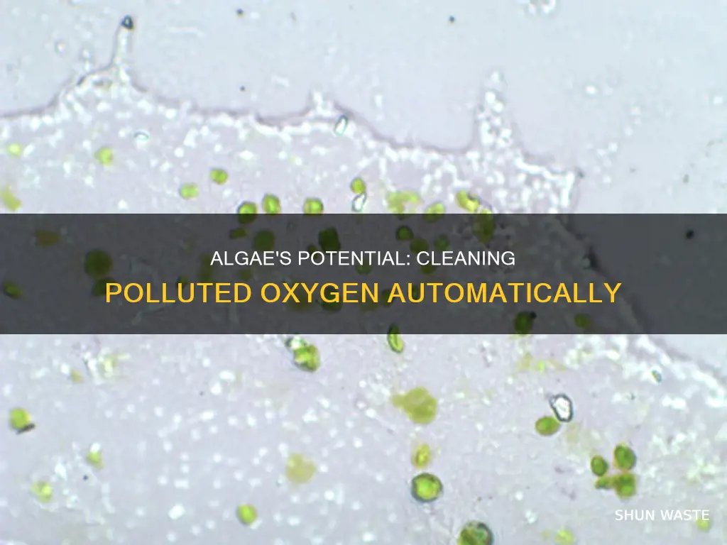 can you automatically collect polluted oxygen from algae