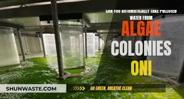 Algae Colonies: Nature's Water Purifiers?