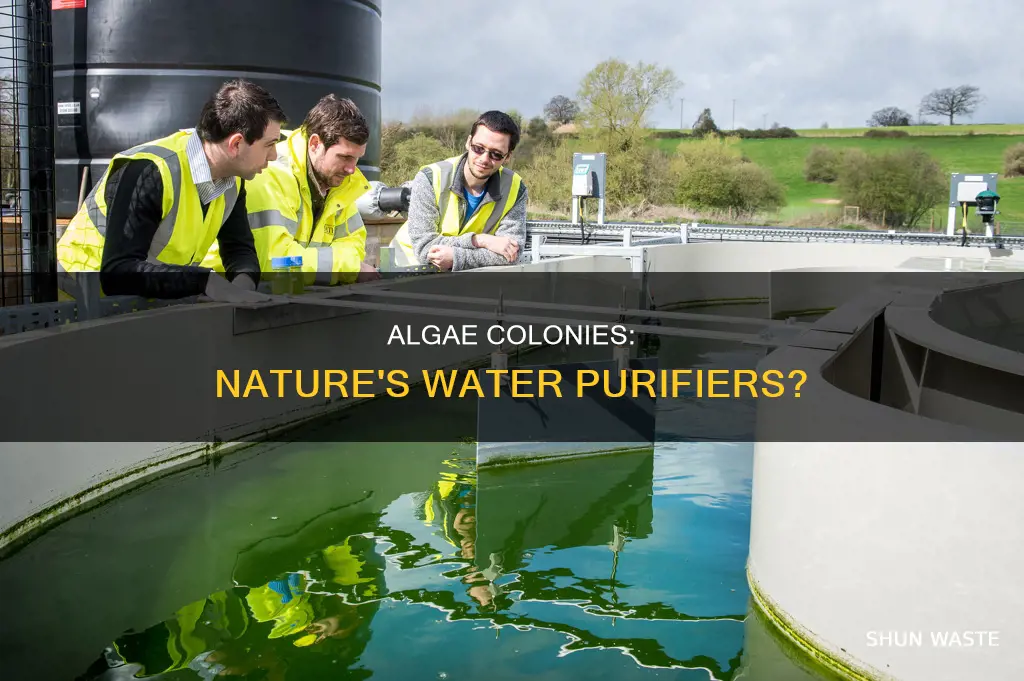 can you automatically take polluted water from algae colonies oni