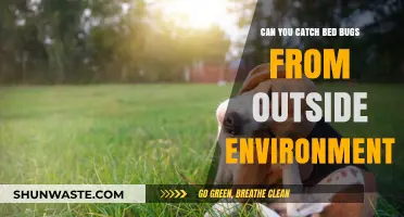 Can Bed Bugs Hitchhike from Outdoor Spaces into Your Home?