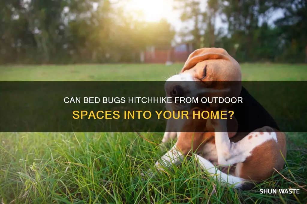 can you catch bed bugs from outside environment