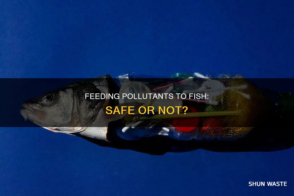 can you feed out pollutants in fish