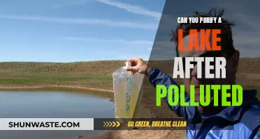 Reviving Polluted Lakes: Purification and Restoration Techniques