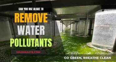 Algae's Water Purification Abilities: Nature's Solution to Pollution