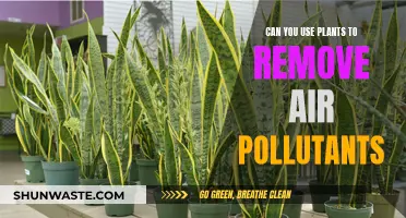 Plants: Natural Air Purifiers?