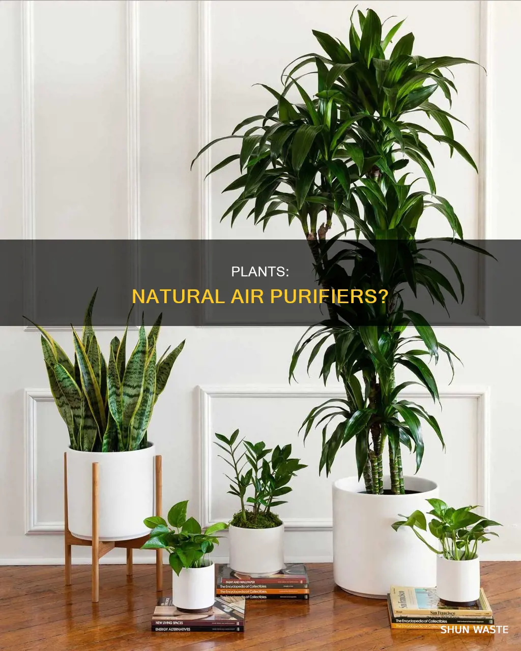 can you use plants to remove air pollutants