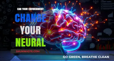 How Your Surroundings Reshape Your Brain: The Science of Neuroplasticity
