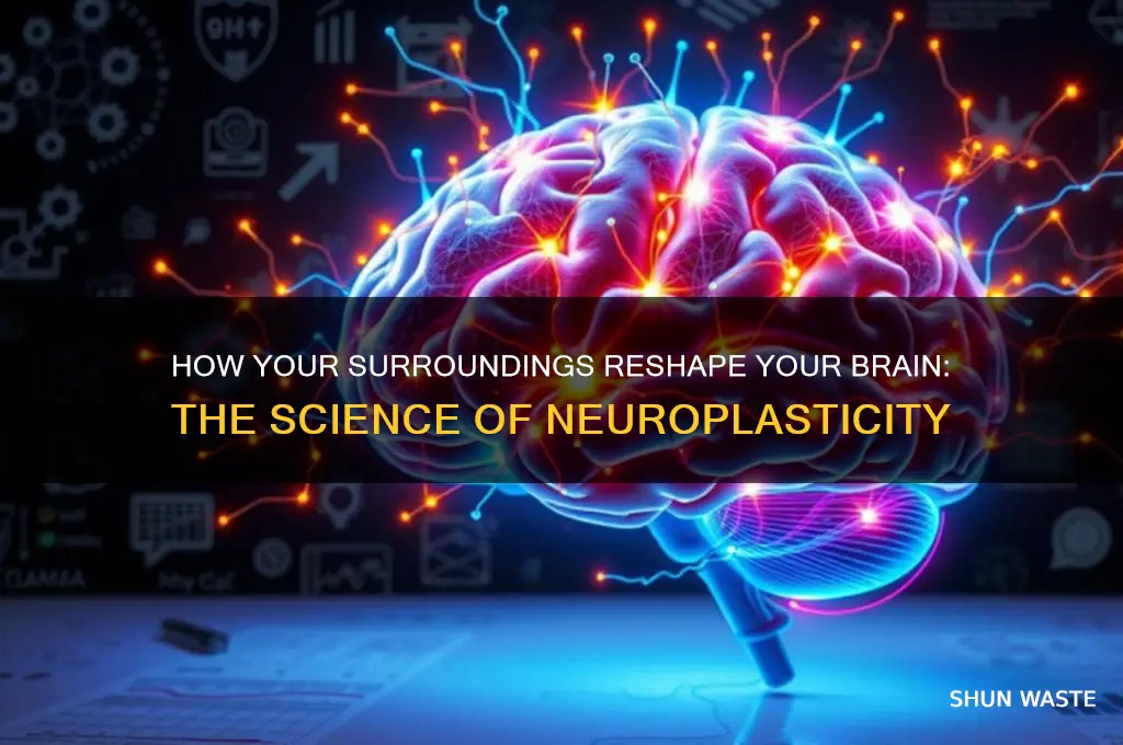 can your environment change your neural