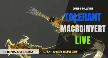 How Pollution-Tolerant Macroinvertebrates Survive and Thrive