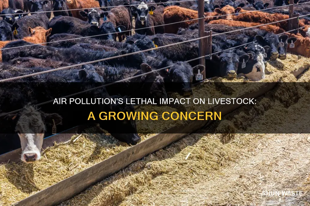 could air pollution cause death to live stock