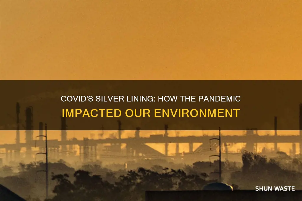 did covid help the environment