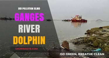 Ganges River Dolphin: Pollution's Blind Victims