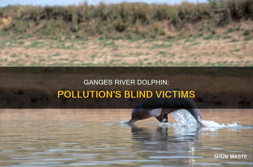 did pollution blind ganges river dolphin