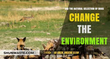 How Dog Natural Selection Shaped and Altered Their Environments