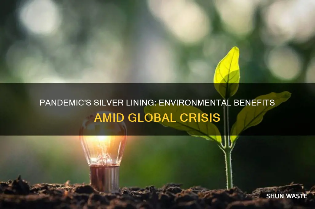 did the pandemic help the environment