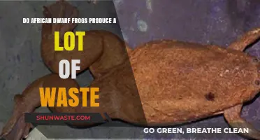 African Dwarf Frogs: Waste Production and Tank Maintenance Tips