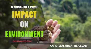Almonds' Environmental Impact: Uncovering the Hidden Costs of a Healthy Snack