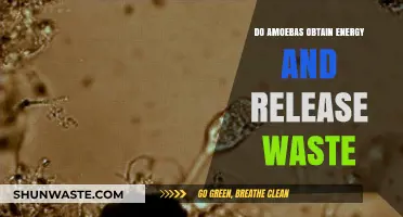 How Amoebas Obtain Energy and Manage Waste: A Microscopic Insight