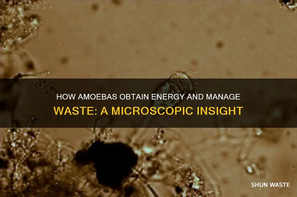 do amoebas obtain energy and release waste
