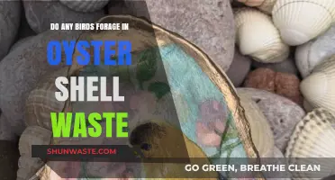 Birds Foraging in Oyster Shell Waste: Uncovering Coastal Scavenging Habits