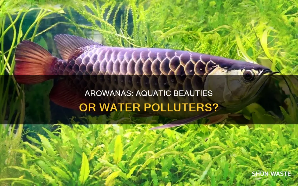 do arowanas pollute the water