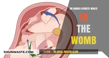 Do Babies Excrete Waste in the Womb? Unraveling Fetal Development