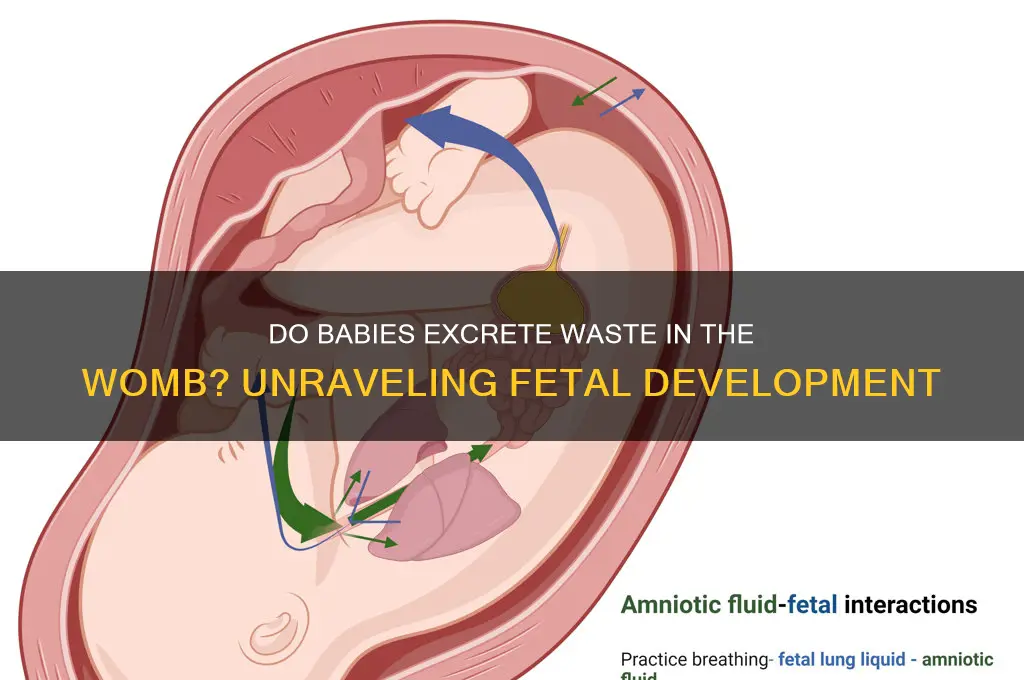 do babies excrete waste in the womb