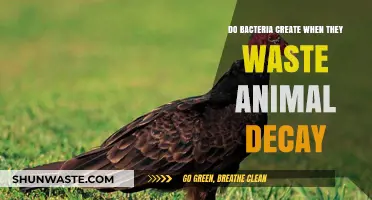 Bacterial Role in Animal Decay: Waste Creation and Decomposition Process