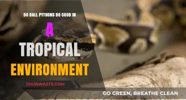 Can Ball Pythons Thrive in Tropical Climates? Exploring Habitat Suitability