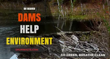 Beaver Dams: Unsung Heroes in Restoring Ecosystems and Biodiversity