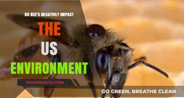 Do Bees Harm the US Environment? Separating Fact from Fiction