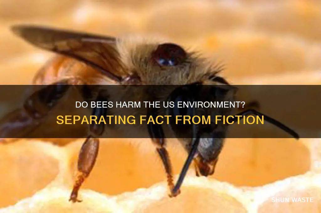 do bee